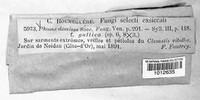 Diaporthe demissa image